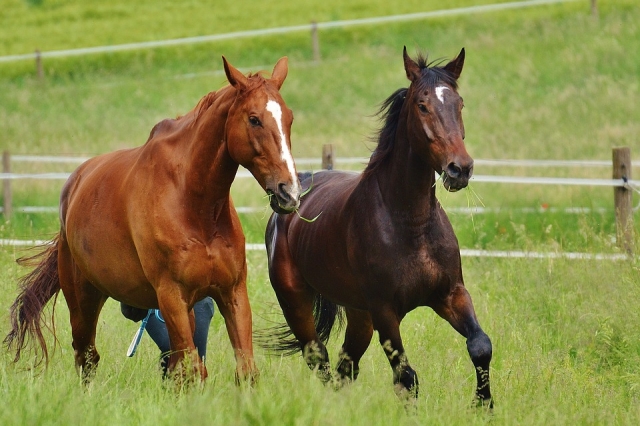  descubre nuestras maravillosas bestias 