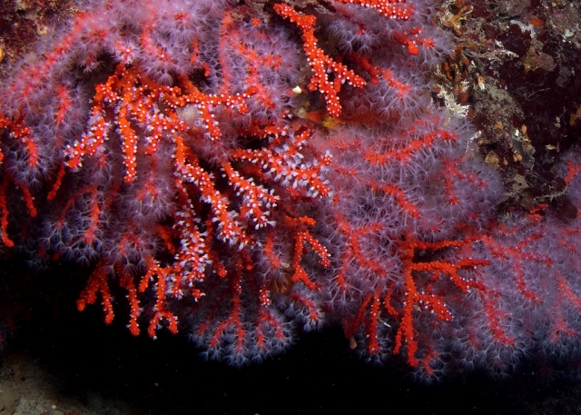 Buceo profundo Coral