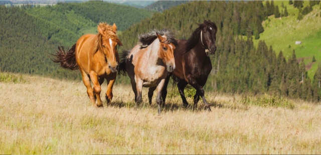  Caballos libres en la naturaleza 