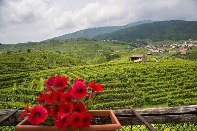 prosecco con flores 