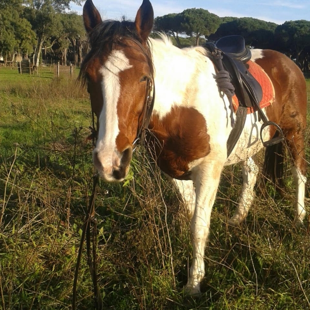 Espléndido ejemplar en el verde 