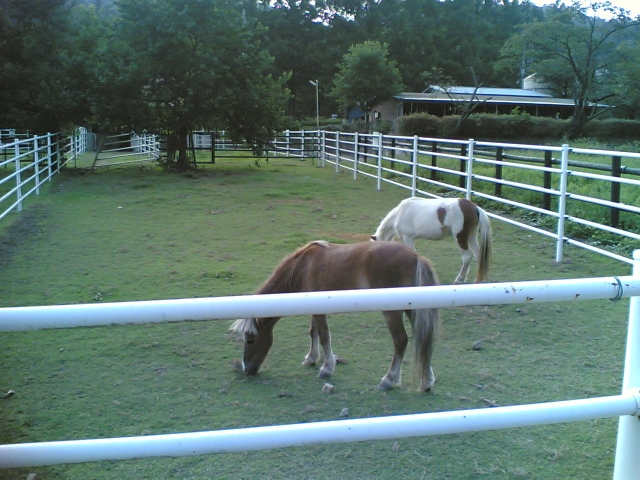 Nuestros corceles 