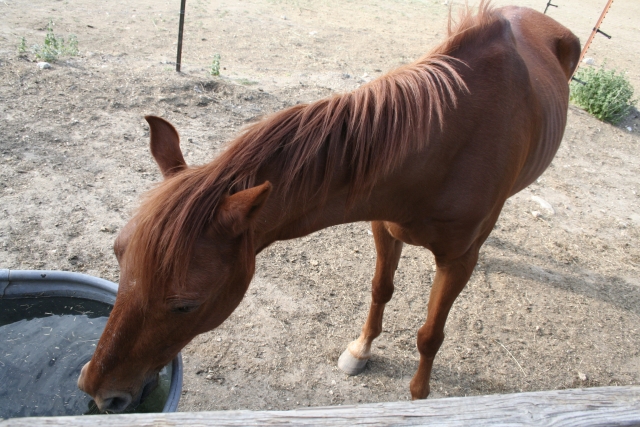  Caballo bebedor 