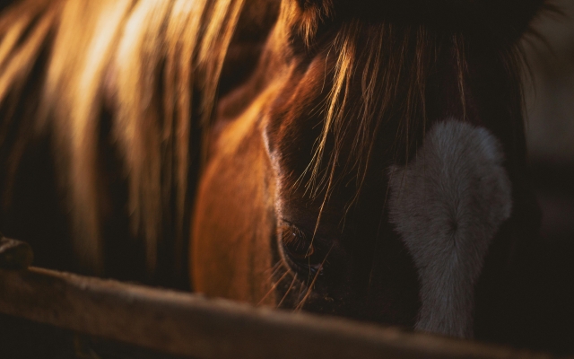 EQUIWINE trekking a caballo en Maremma 2 días