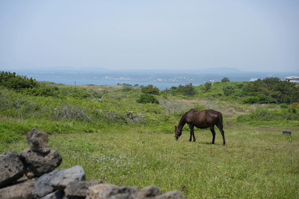  Nuestros caballos en la naturaleza