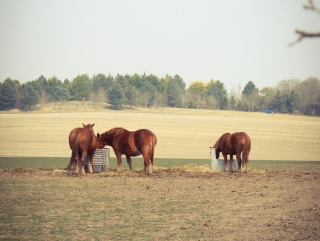 Paseo a caballo en Morrellino durante dos días