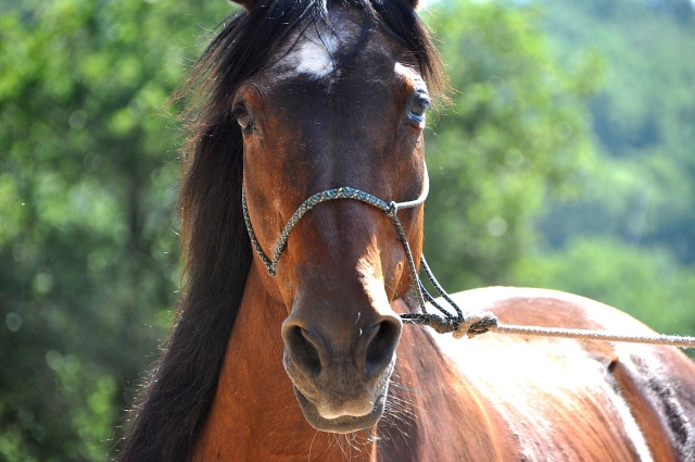  Un caballo espléndido 