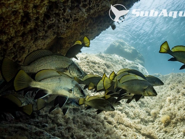  Corvina 