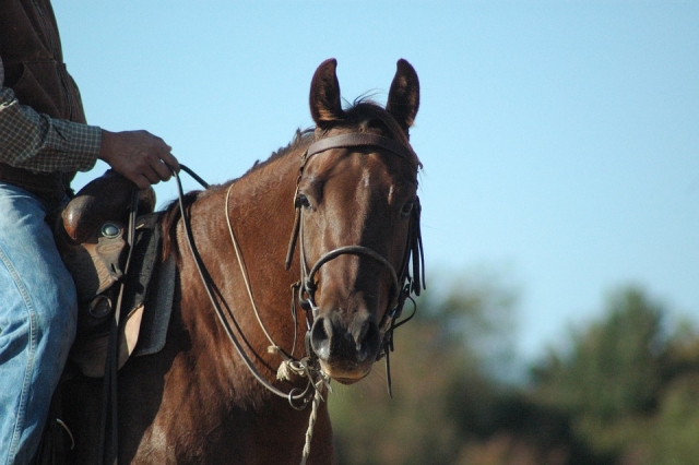  hasta el mar a caballo, es diferente