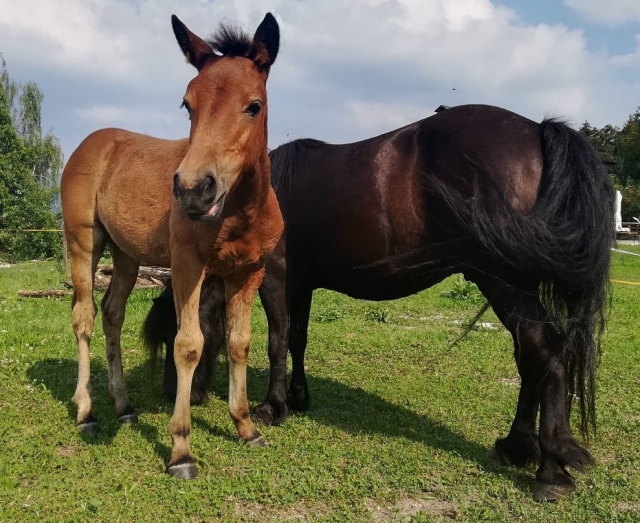 Paseo a caballo de 8 horas por los Dolomitas Paseo a caballo de 8 horas por los Dolomitas