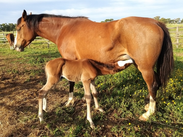  Nuestros queridos caballos 