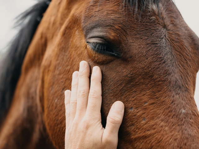 Nuestros cariñosos caballos