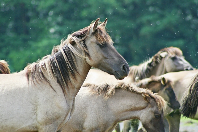 Animales impresionantes 