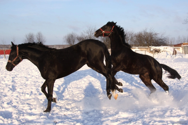  En la nieve 