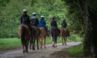 Paseo a caballo por el campo de Maremma 3 horas