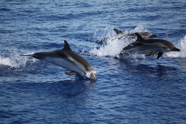  Delfines 