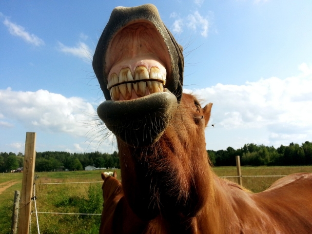  caballo 