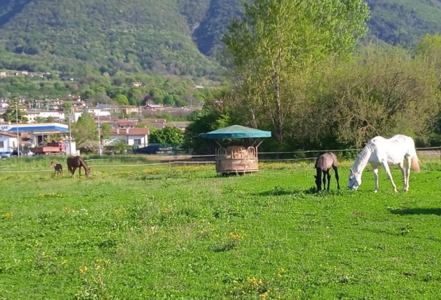Excursión a caballo