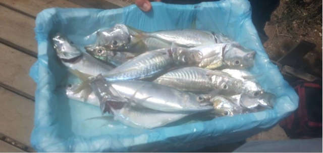 Pesca deportiva en Fiumicino
