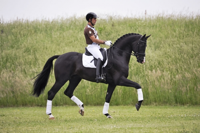  La elegancia del caballo 