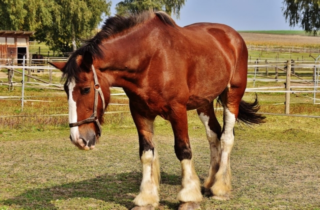  shire-horse-horse-big-horse-ride-wallpaper-preview 