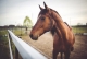 Cabalgatas Agordo