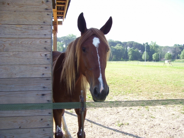 Caballo marrón 