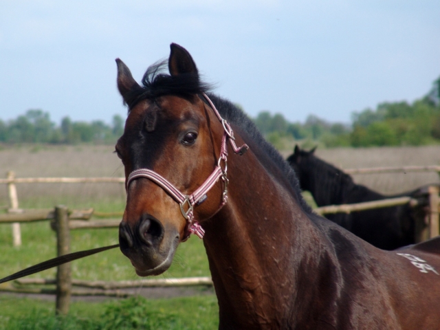  Caballo en el campo