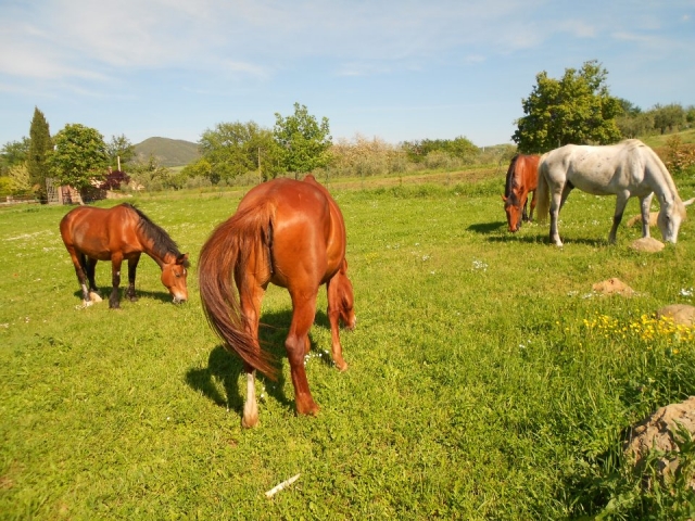 Caballos gratis.jpg 
