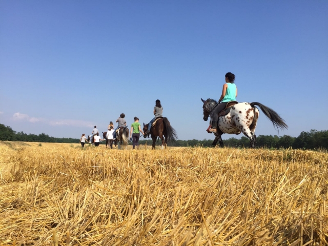  Nuestros caballos