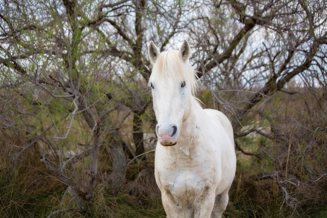  Caballo blanco 