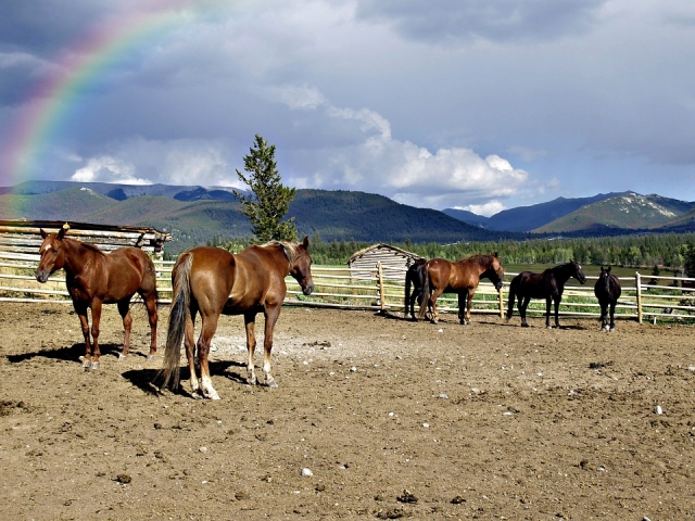  Paisaje y caballos 