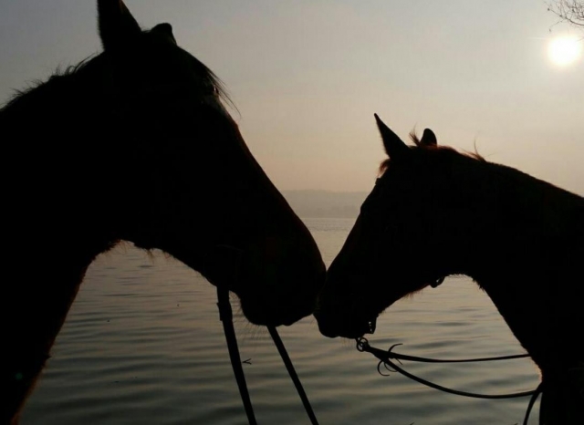  caballos al atardecer 