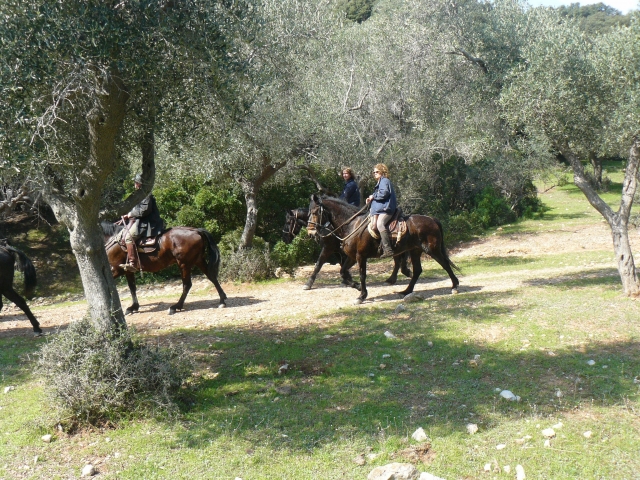  olivares maremma 