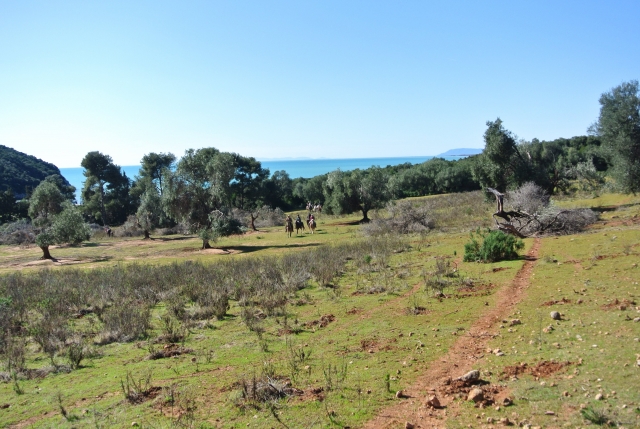  olivar de Cala di Forno 