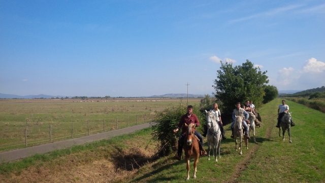  ganado pastando en la Maremma 