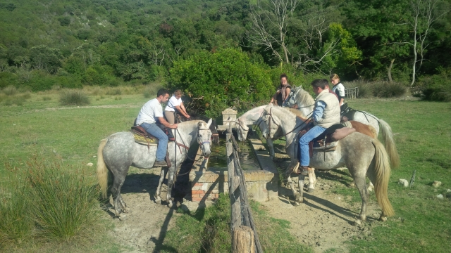 un momento de descanso para los caballos