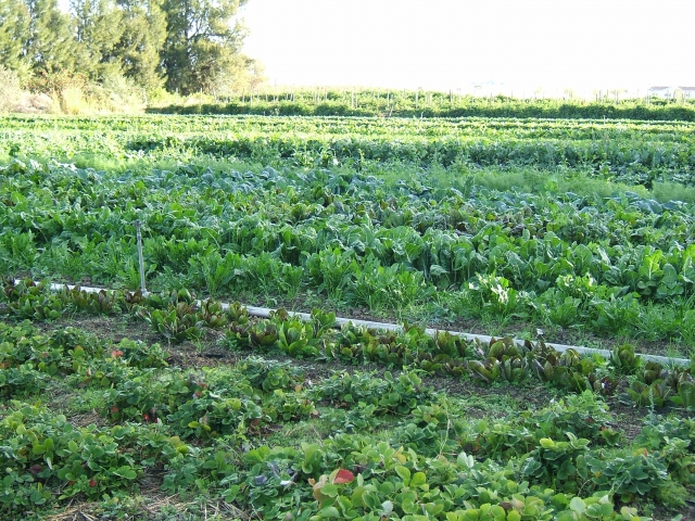  verduras