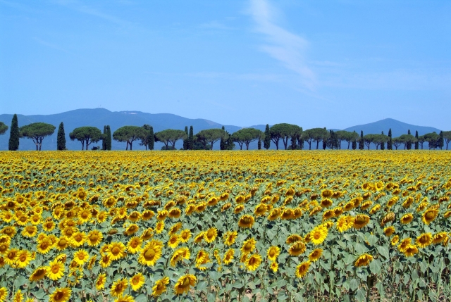  Maremma como sueñas 