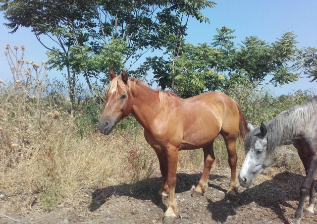  Uno de nuestros caballos 