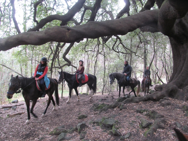 Caminando por el bosque 