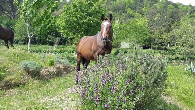  Un caballo en la naturaleza 
