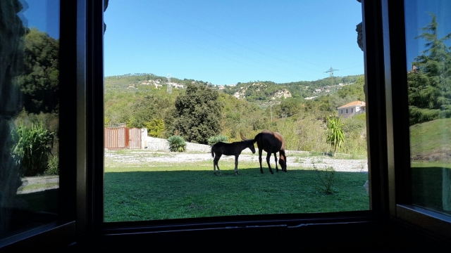  Pequeña ventana al mundo equino 