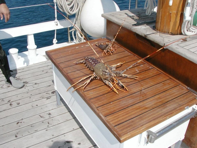  Langosta recién pescada