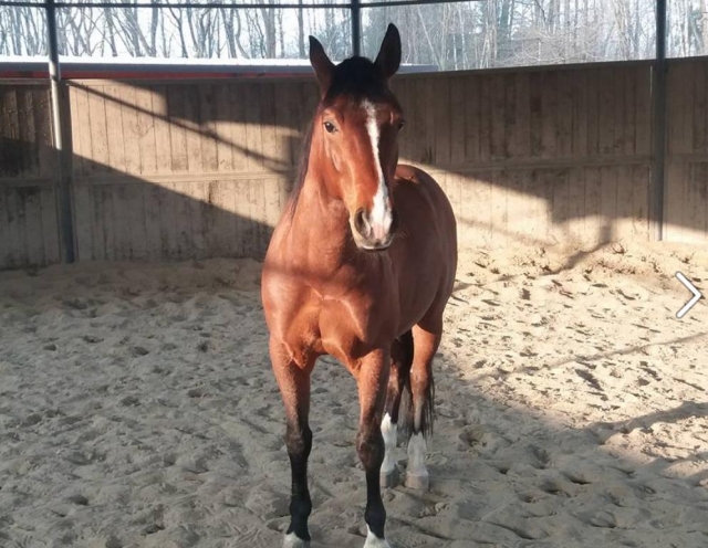  pbaños a caballo en taino