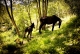Cabalgatas Génova