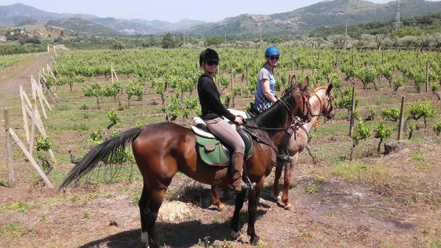 Entre viñedos con nuestros caballos