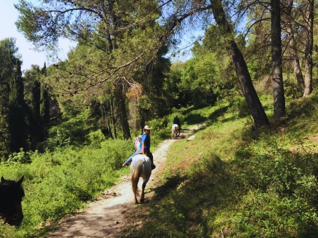  A la sombra de los árboles 