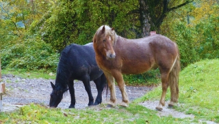 Paseo a caballo por el bosque del Monle La Puglia 1 H