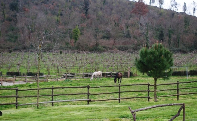 Nuestros caballos en el pasto 